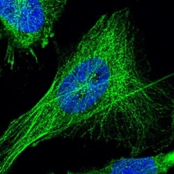 TSPAN33 Antibody, Novus Biologicals:Antibodies:Primary Antibodies